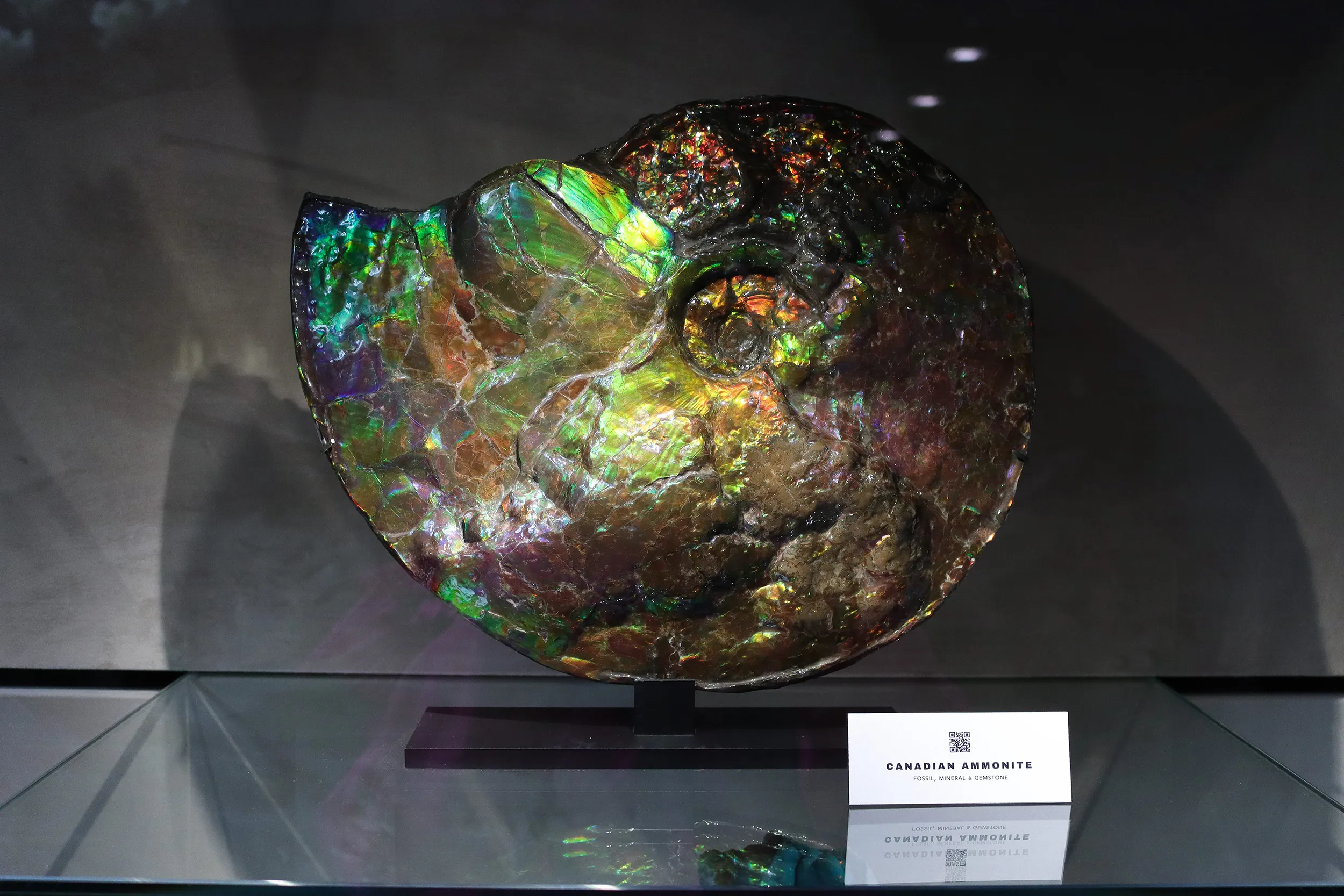 <p>A Canadian ammolite displaying an opal-like play of colour, the result of a fossilisation process in which the animal’s shell recrystallised over millions of years</p>