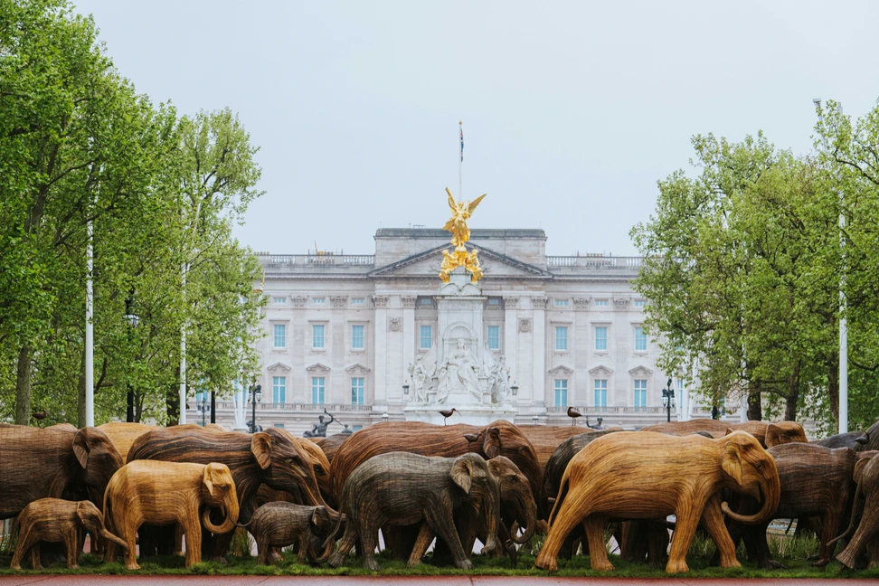 <p>Chopard partners with Elephant Family, with proceeds from the Insofu collection supporting elephant conservation and migratory corridor protection.</p>