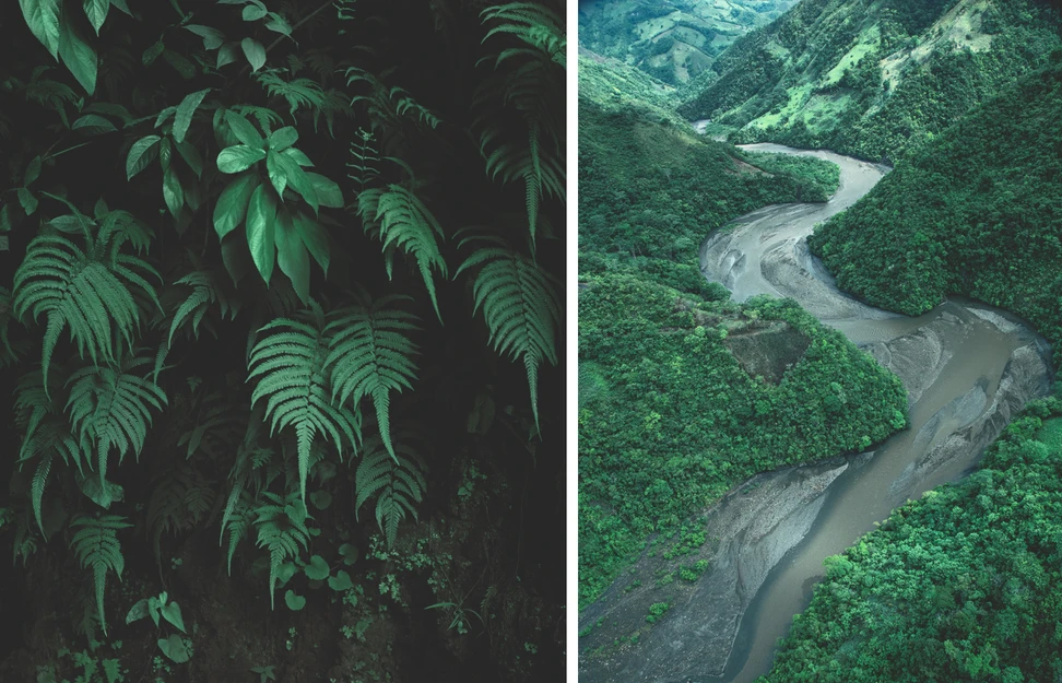 <p>The Colombian forest</p>
