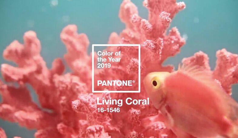 S2x1 banner pantone livingcoral 3x2