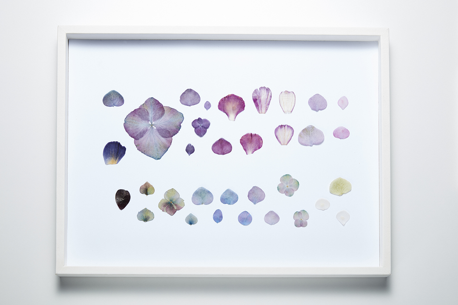  The flower petals which variously inspired the 9 rings of the 'Eternal Flowers' from the 'Alchemiste' collection