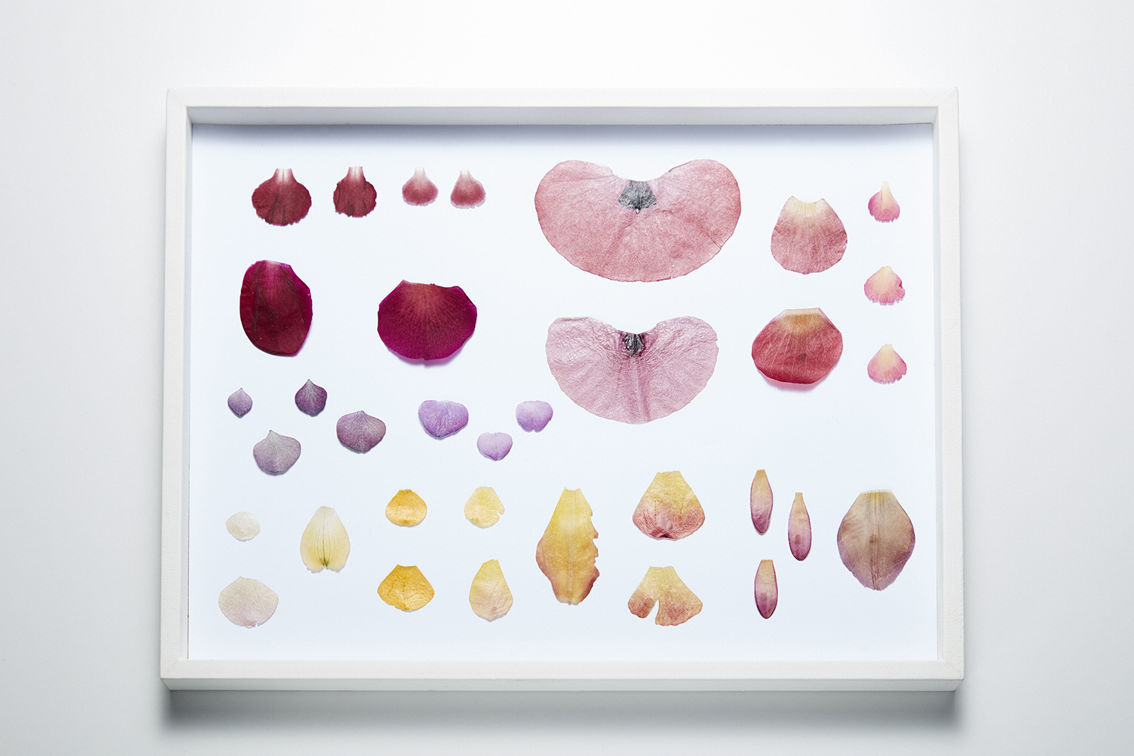  The flower petals which variously inspired the 9 rings of the 'Eternal Flowers' from the 'Alchemiste' collection