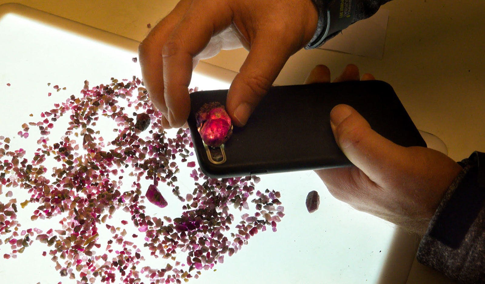 Greenlandic rubies being inspected for quality 