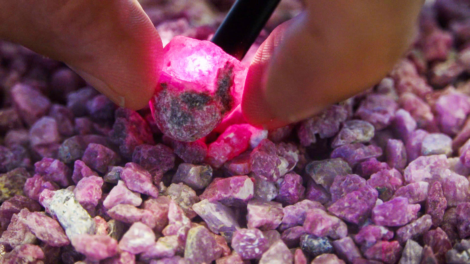  Greenlandic rubies being inspected for quality 