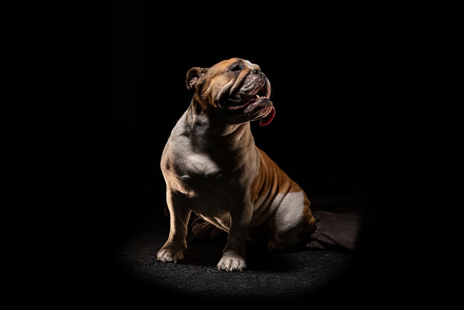  It is an avant-garde interpretation of the beefy British pedigree with the wrinkled face and docile disposition