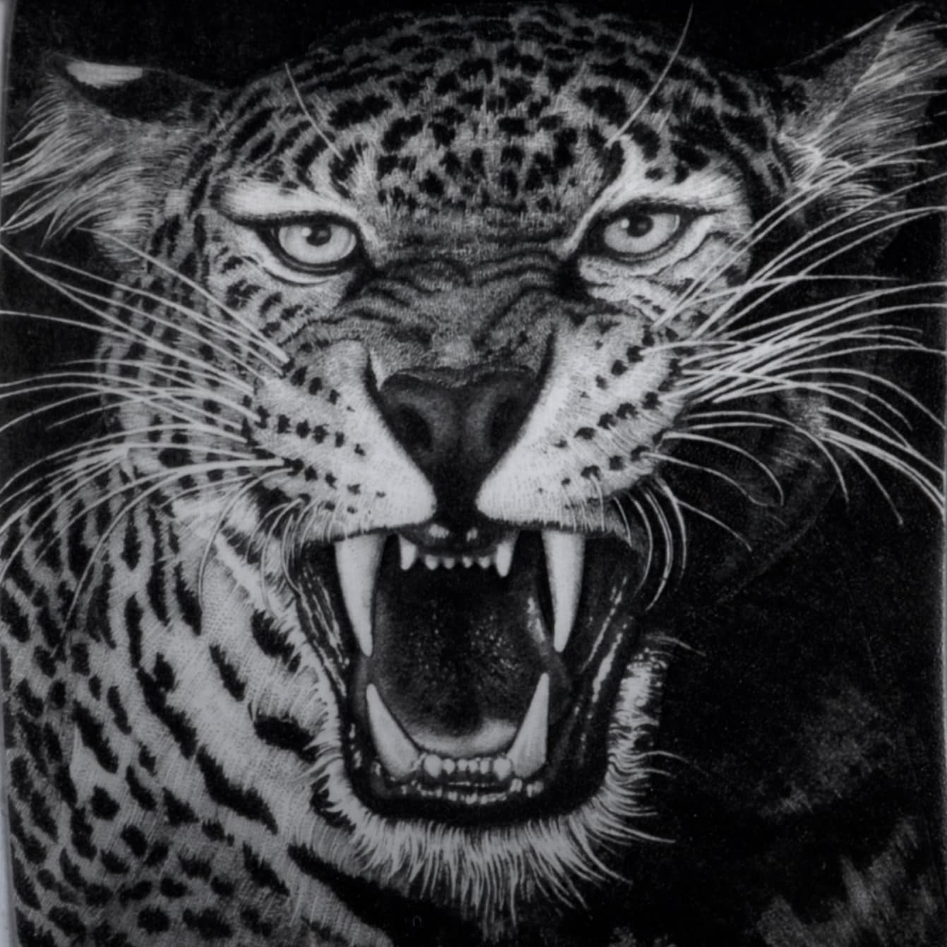  Roaring leopard engraving by the father-daughter duo Firmo and Francesca Fracassi