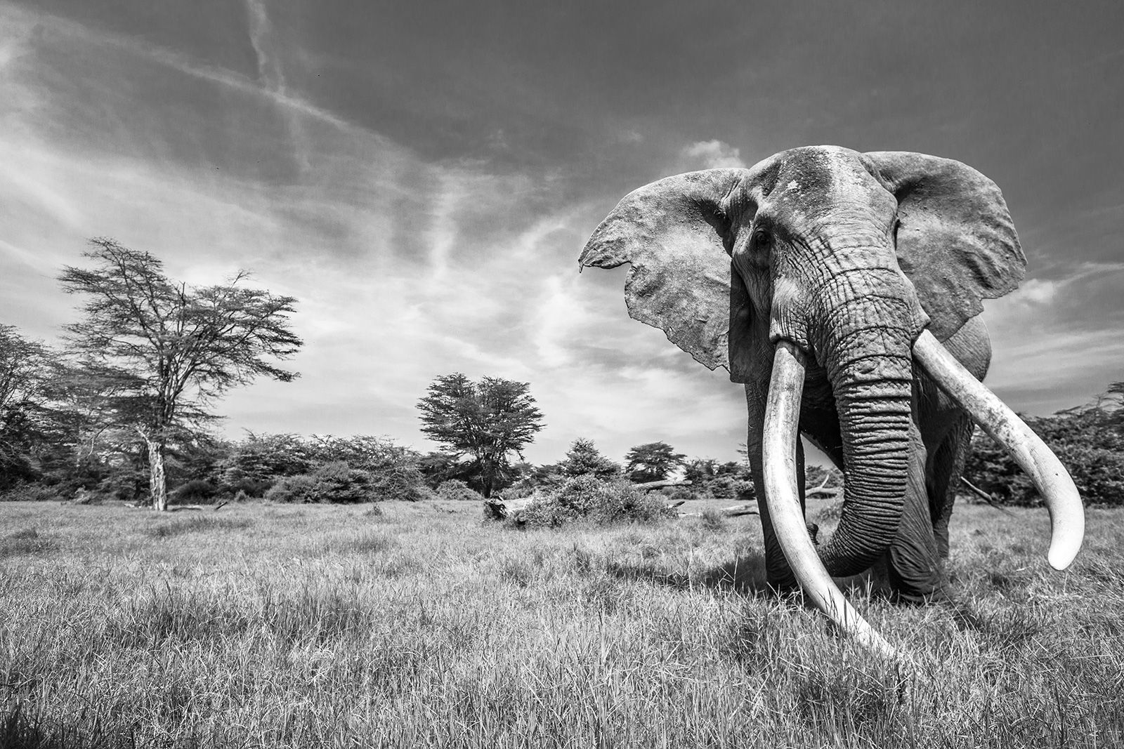 Image of Craig the elephant who inspired the Patrick Mavros elephant collection