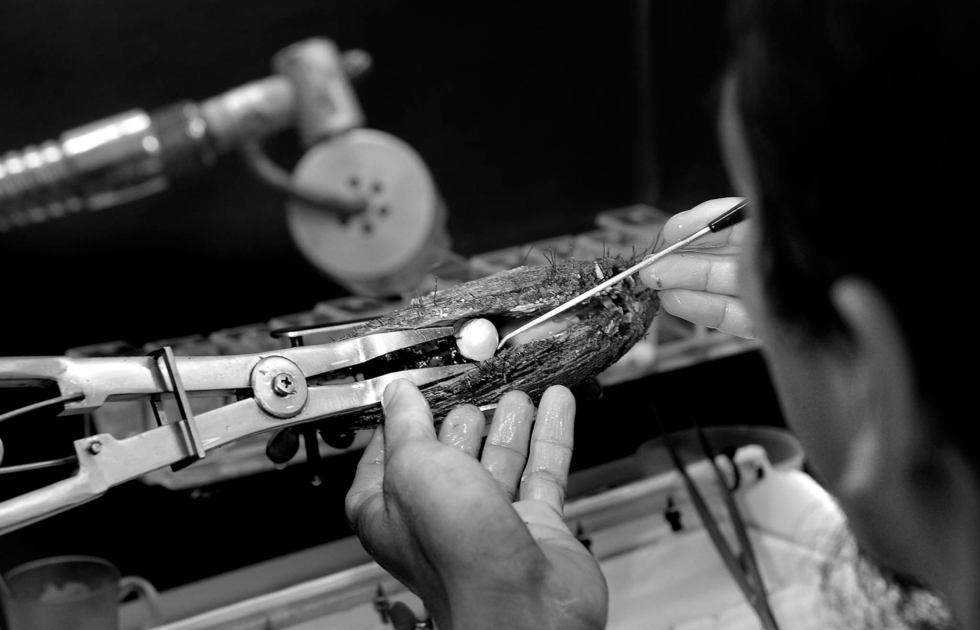  The process of extracting a South Sea pearl demonstrated by an Autore employee 